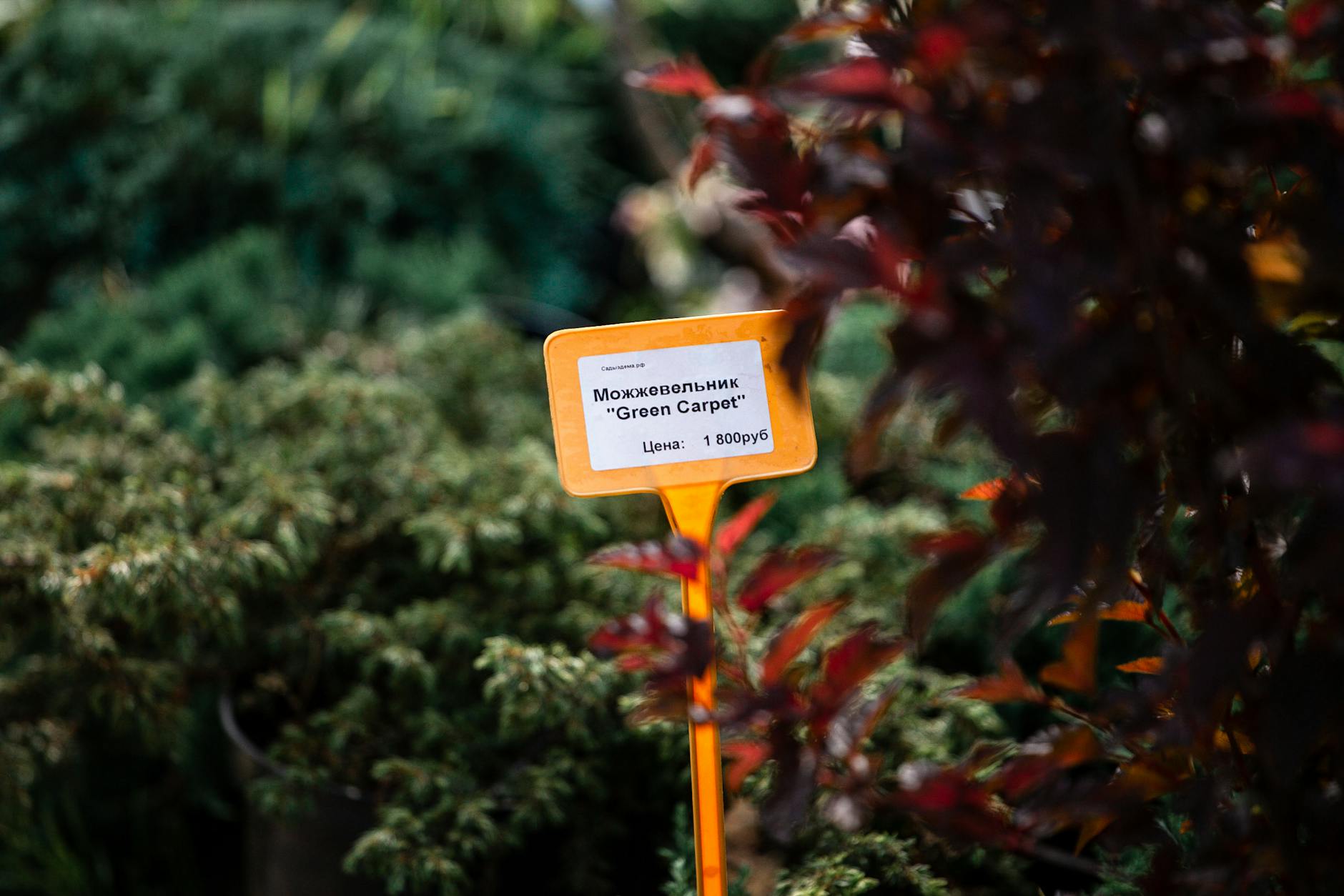 A garden plant with a Russian price tag displaying 'Green Carpet,' surrounded by greenery.
